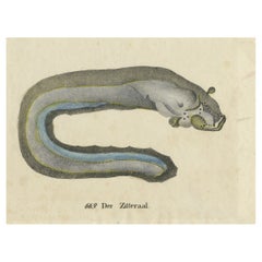 Original Antique Print of an Electric Eel
