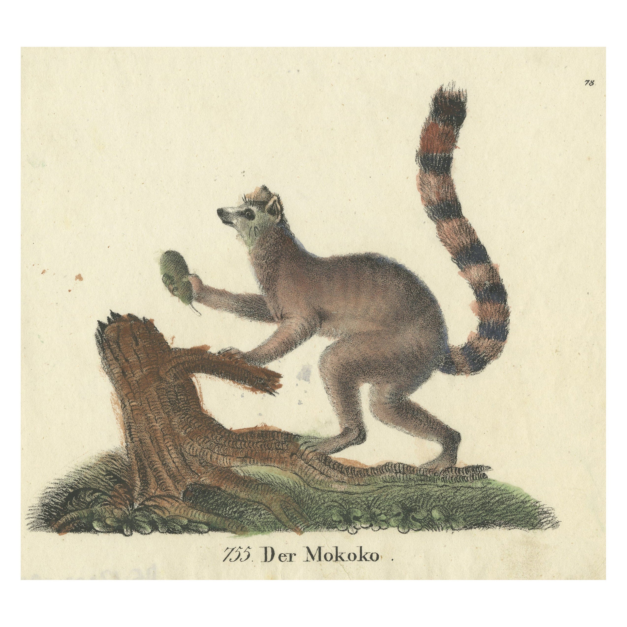 Stampa animale antica originale di una scimmia Lemur dalla coda ad anelli 'Lemur Catta', 1833 in vendita