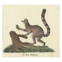 Original Antique Animal Print of a Ring-Tailed Lemur 'Lemur Catta' Monkey, 1833