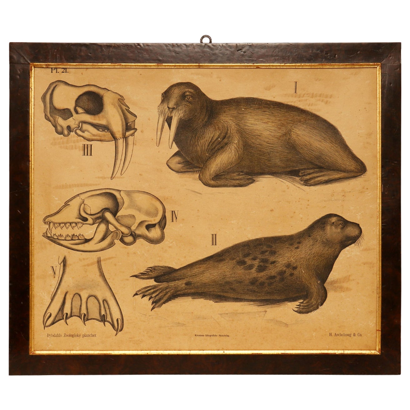 Anatomical Print on Paper, Depicting Marine Mammals, P. Dybdahls, Norway, 1890 For Sale