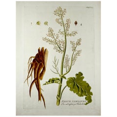 Joseph Jacob Plenck '1837-1807', Rhubarb, Herb, Large Folio Hand Colored