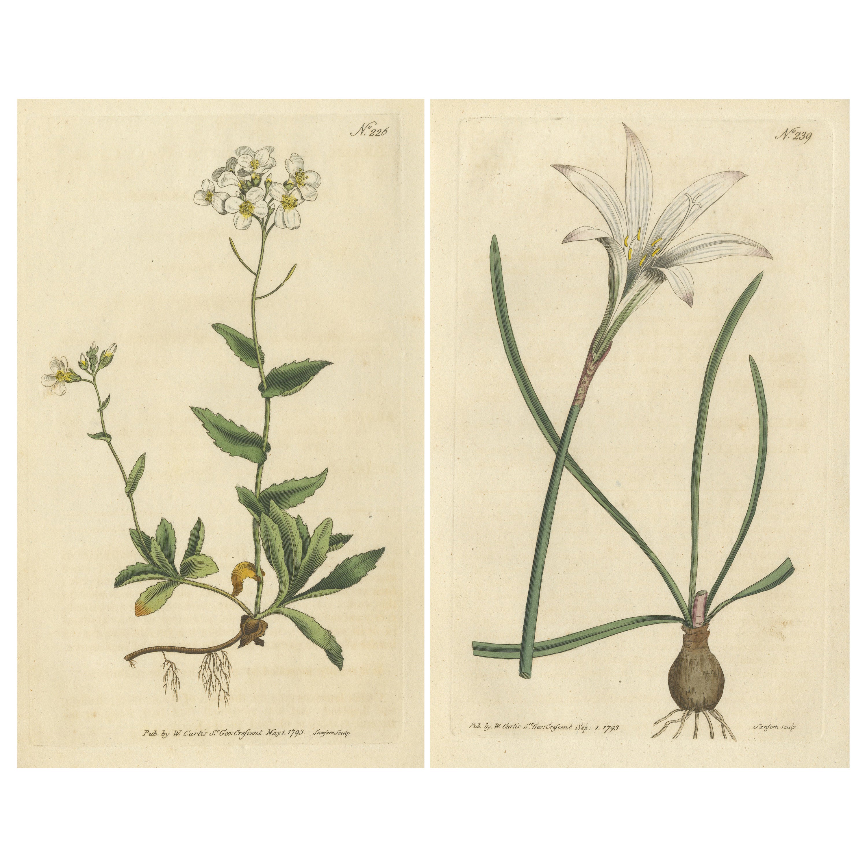 Set von 2 antiken Botanik-Druckdrucken, Alpine-Wandkreide, Atamasco-Lilie