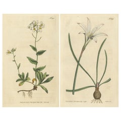 Set of 2 Antique Botany Prints, Alpine Wall-Cress, Atamasco Lily