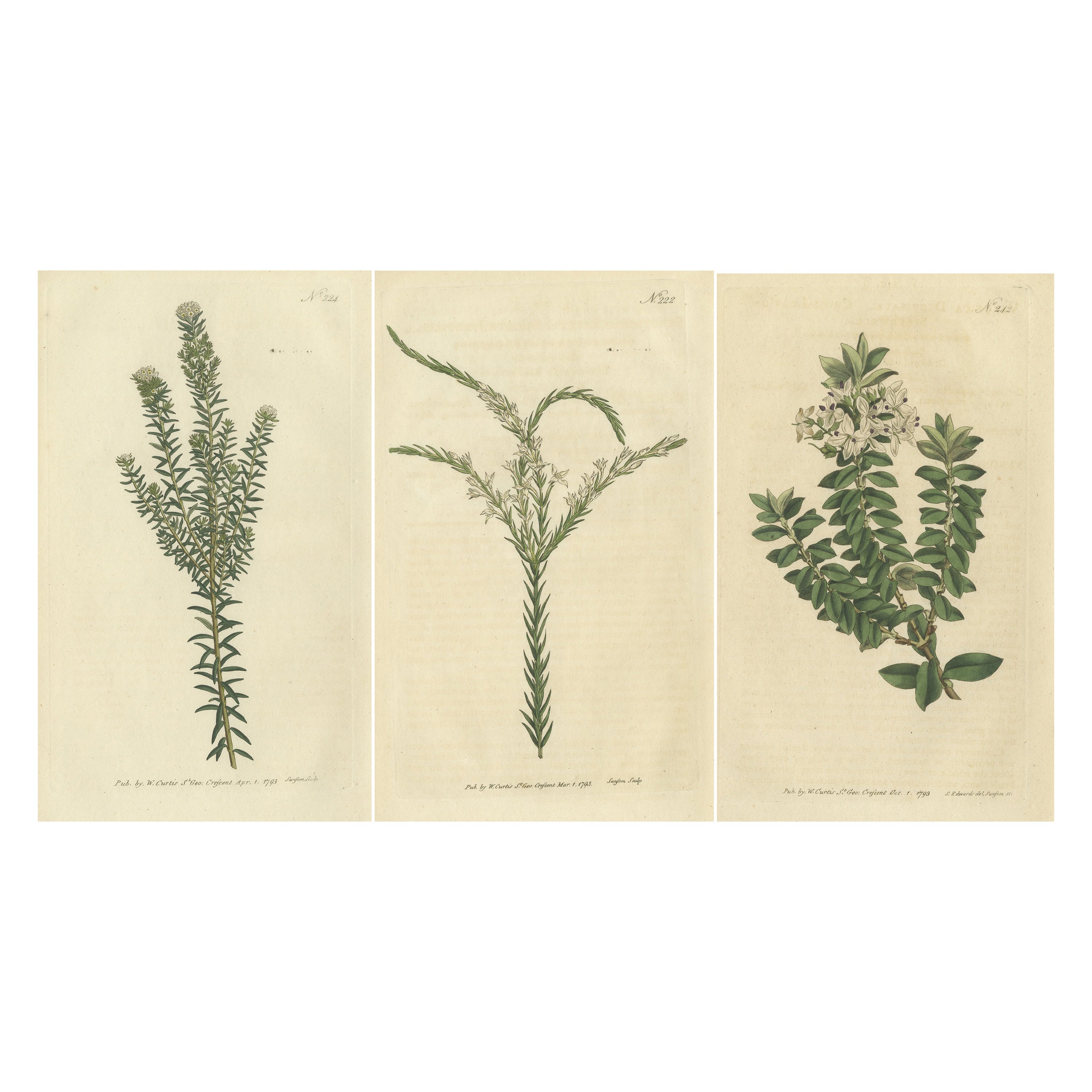 Ensemble de 3 estampes botaniques anciennes, Struthiola, Speedwell, Phylica