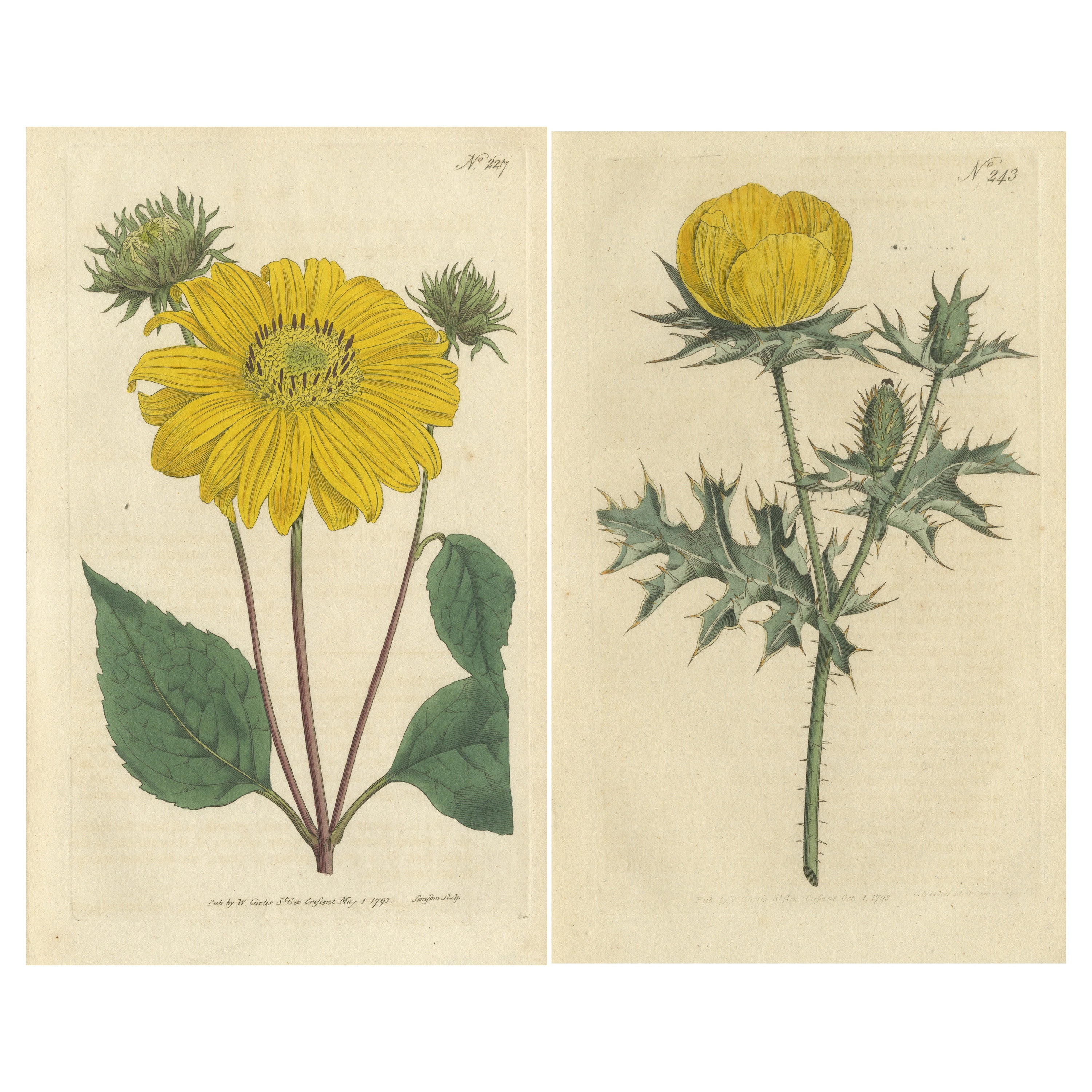 Set of 2 Antique Botany Prints - Prickly Poppy - Perennial Sunflower