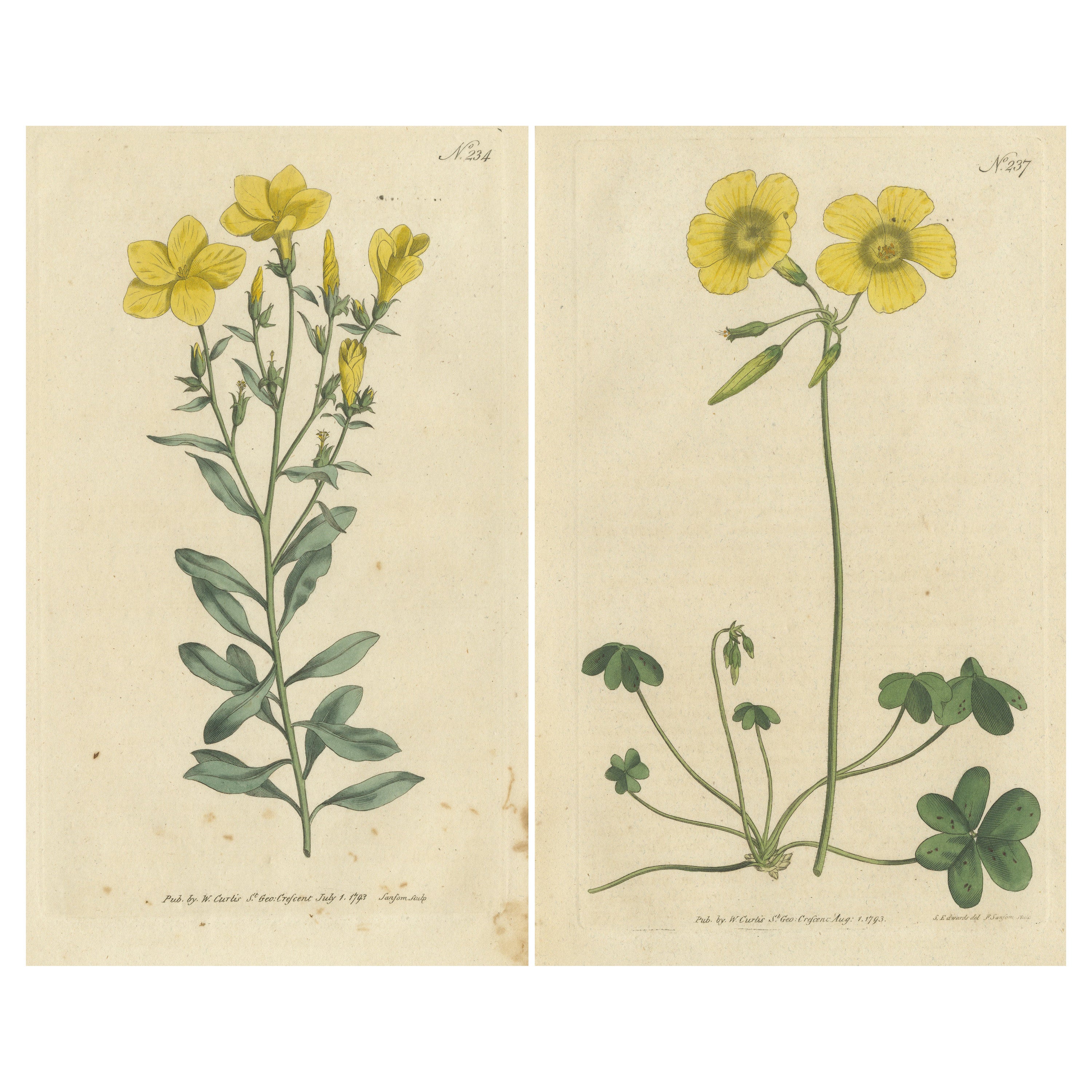 Set of 2 Antique Botany Prints - Tree Flax - Goat's-Foot Wood Sorrel For  Sale at 1stDibs