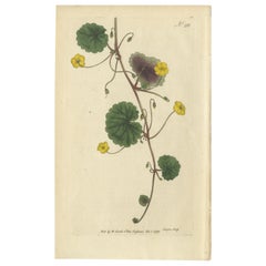 Stampa antica di botanica della Disandra rampicante