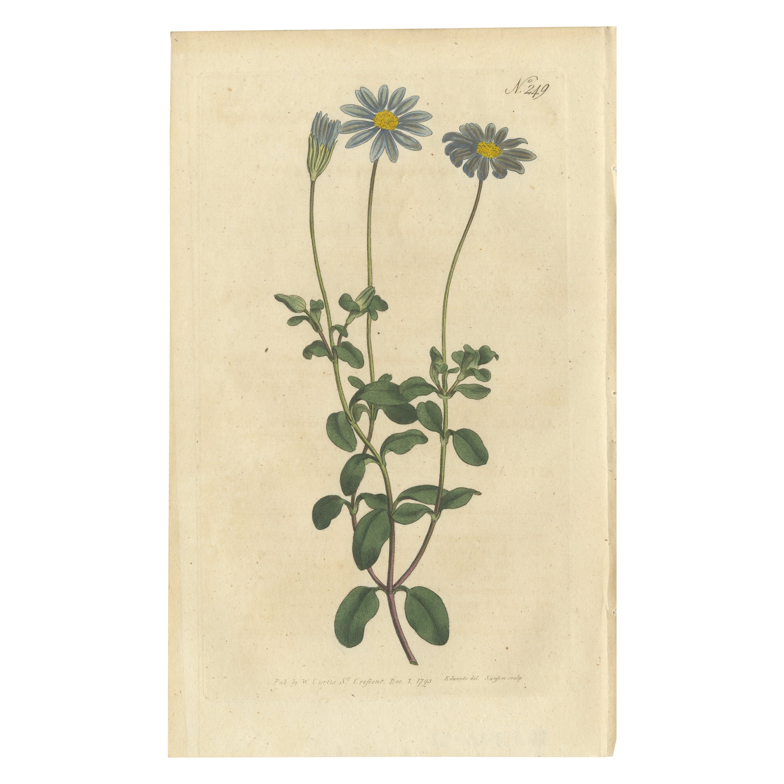 Stampa antica di botanica della Cineraria a fiore blu o Aster del Capo