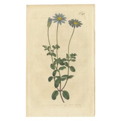 Antique Botany Print of the Blue-Flowered Cineraria or Cape Aster