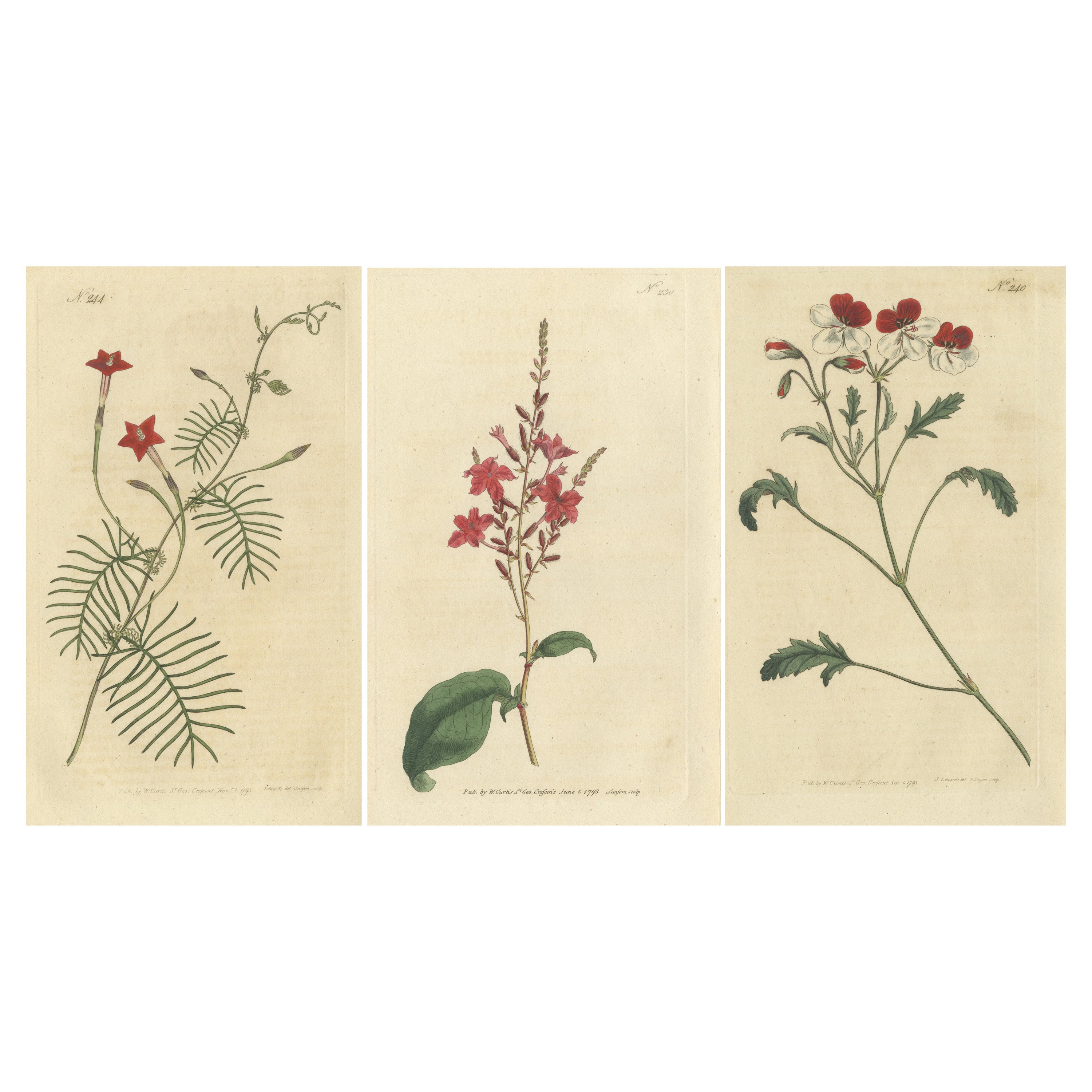 Set of 3 Antique Botany Prints, Crane's Bill, Leadwort, Ipomoea For Sale