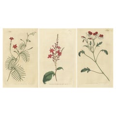 Ensemble de 3 estampes botaniques anciennes, Crane''s Bill, Leadwort, Ipomoea