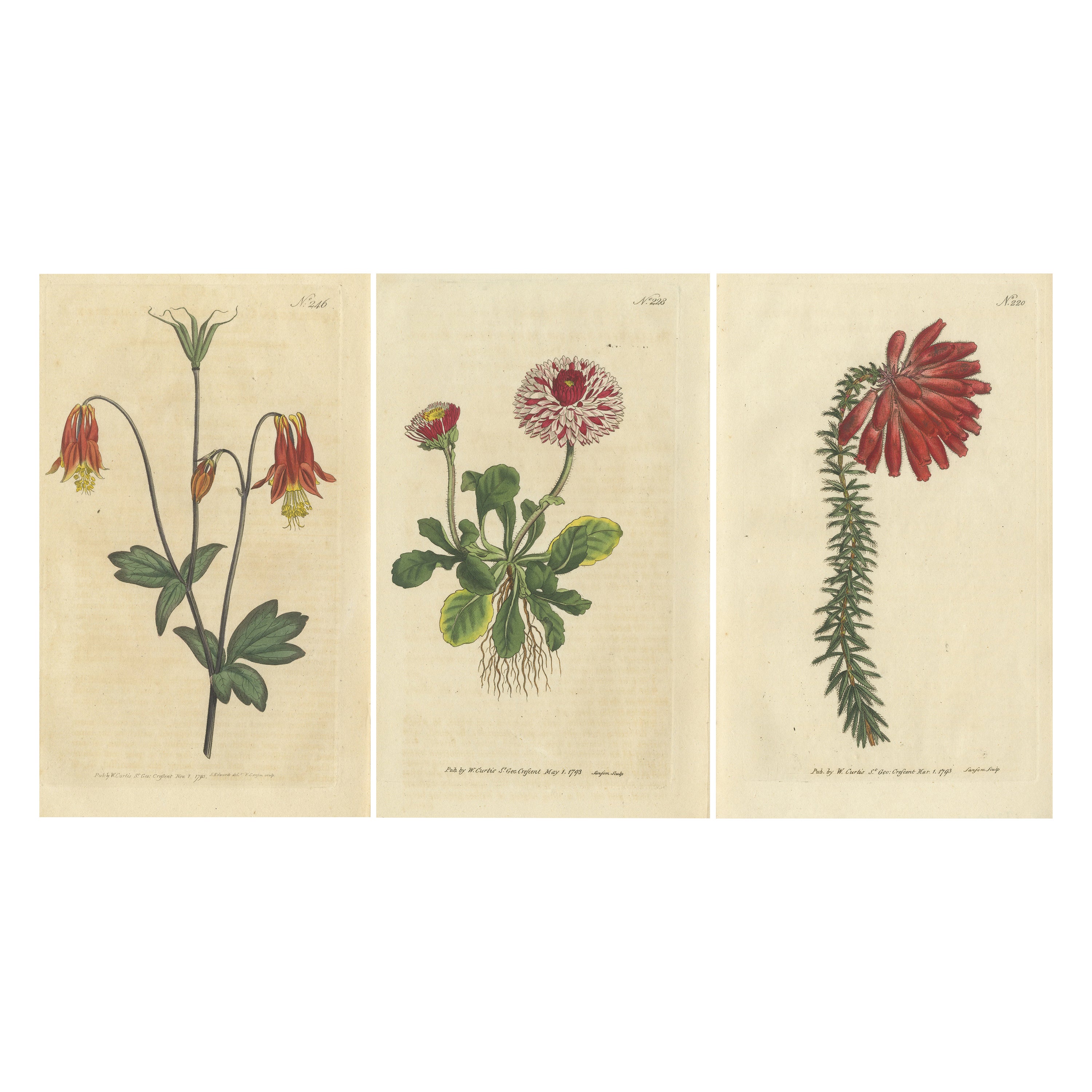 Set of 3 Antique Botany Prints, Flowered Heath, Daisy, Canadian Columbine For Sale