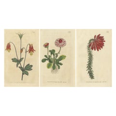 Ensemble de 3 estampes botaniques anciennes, couronne à fleurs, marguerite, columbine canadienne