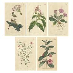 Set of 5 Antique Botany Prints - Myrtle - Primrose - Lobelia and Two Others