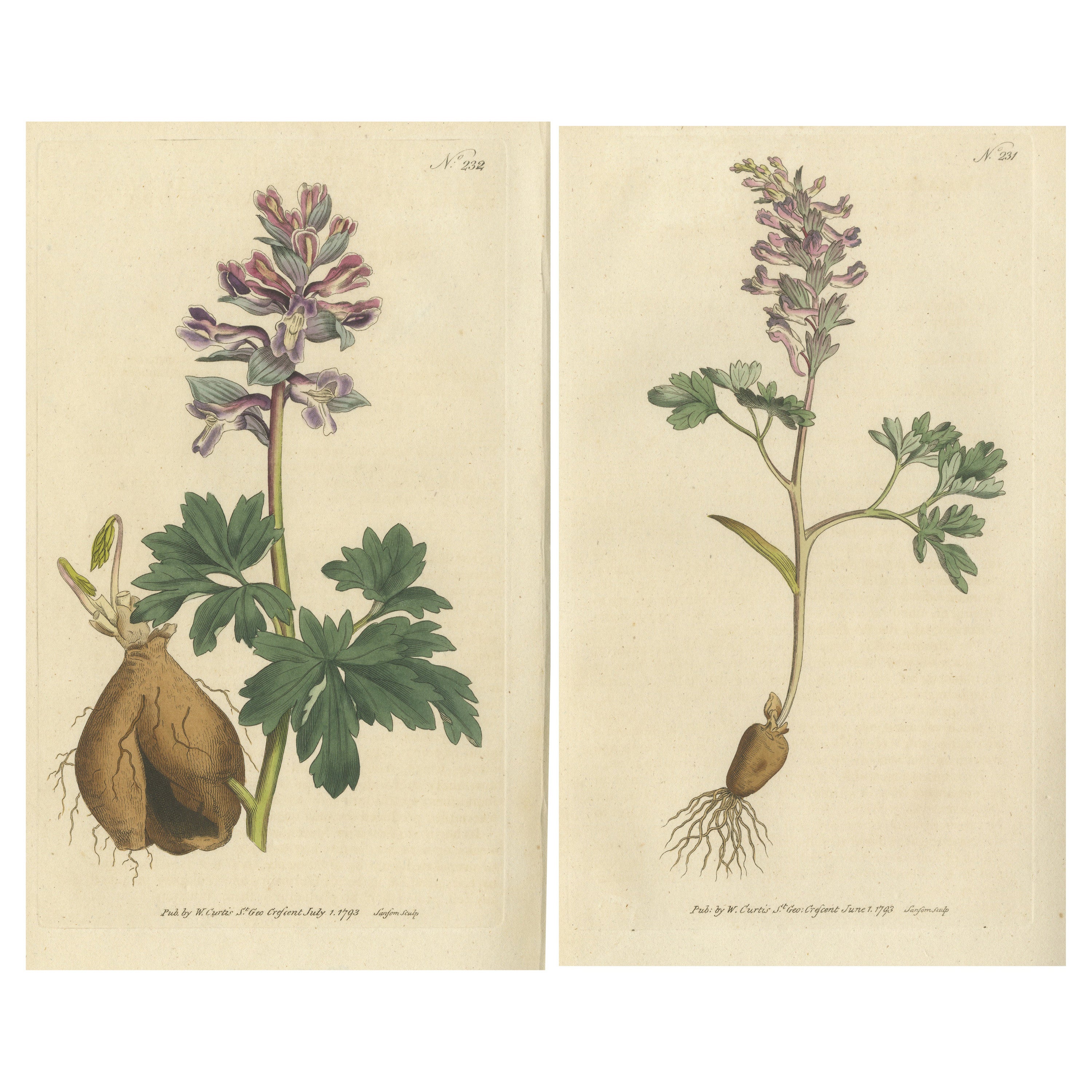 Set of 2 Antique Botany Prints - Solid Rooted and Hollow Rooted Fumitory For Sale