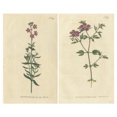 Set of 2 Antique Botany Prints, Cretian Fagonia, Clammy Buchnera