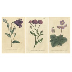 Set of 3 Antique Botany Prints, Bellflower, Ragwort, Mullein
