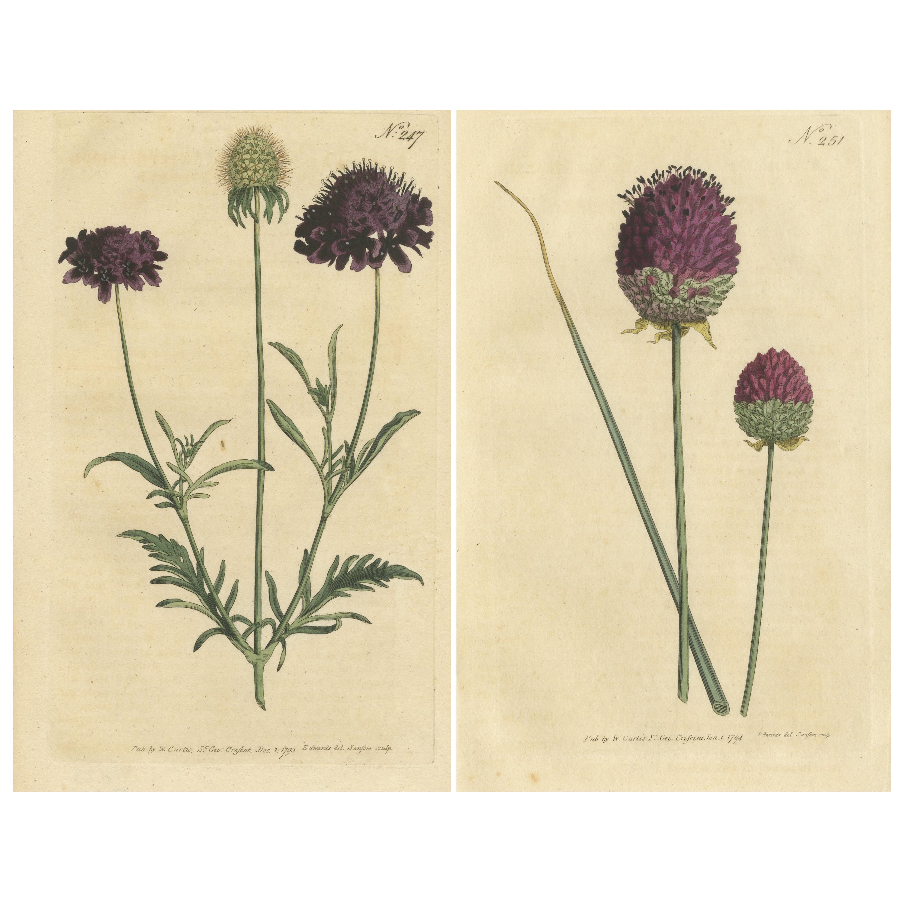 Set of 2 Antique Botany Prints - Sweet Scabious - Purple-Headed Garlic For Sale