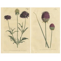 Set aus 2 antiken Botani-Druckdrucken – süßes Scabious – lilafarbenes Granat