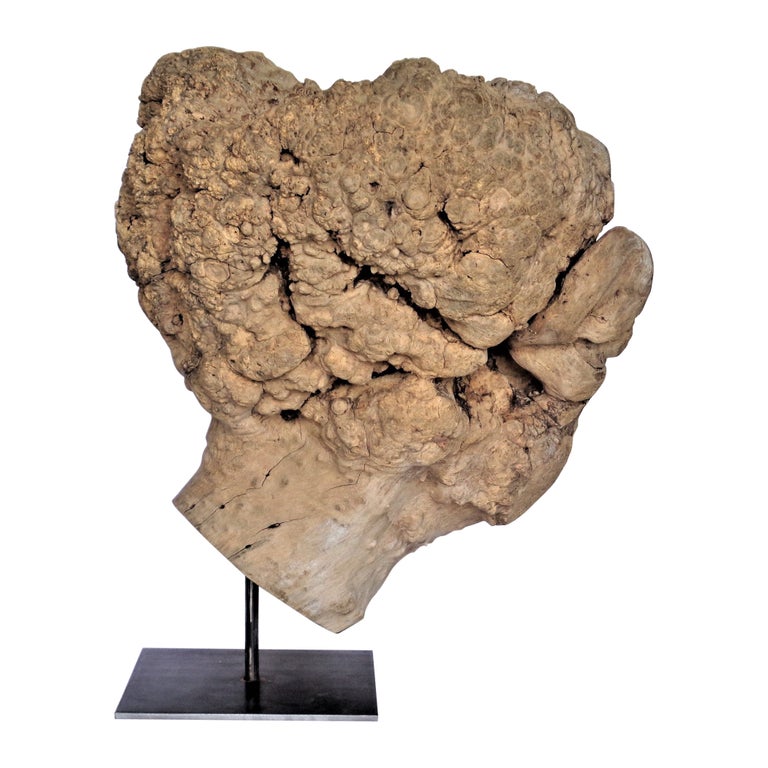 Massive Old Burl Specimen on Stand For Sale at 1stDibs