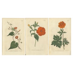 Set of 3 Antique Botany Prints, Ipomoea, Chinese Lychnis, Globe-Flower
