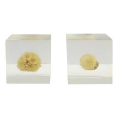 Lucite Flower Bud Cubes Decorative Objects Organic Modern, Set of 2 