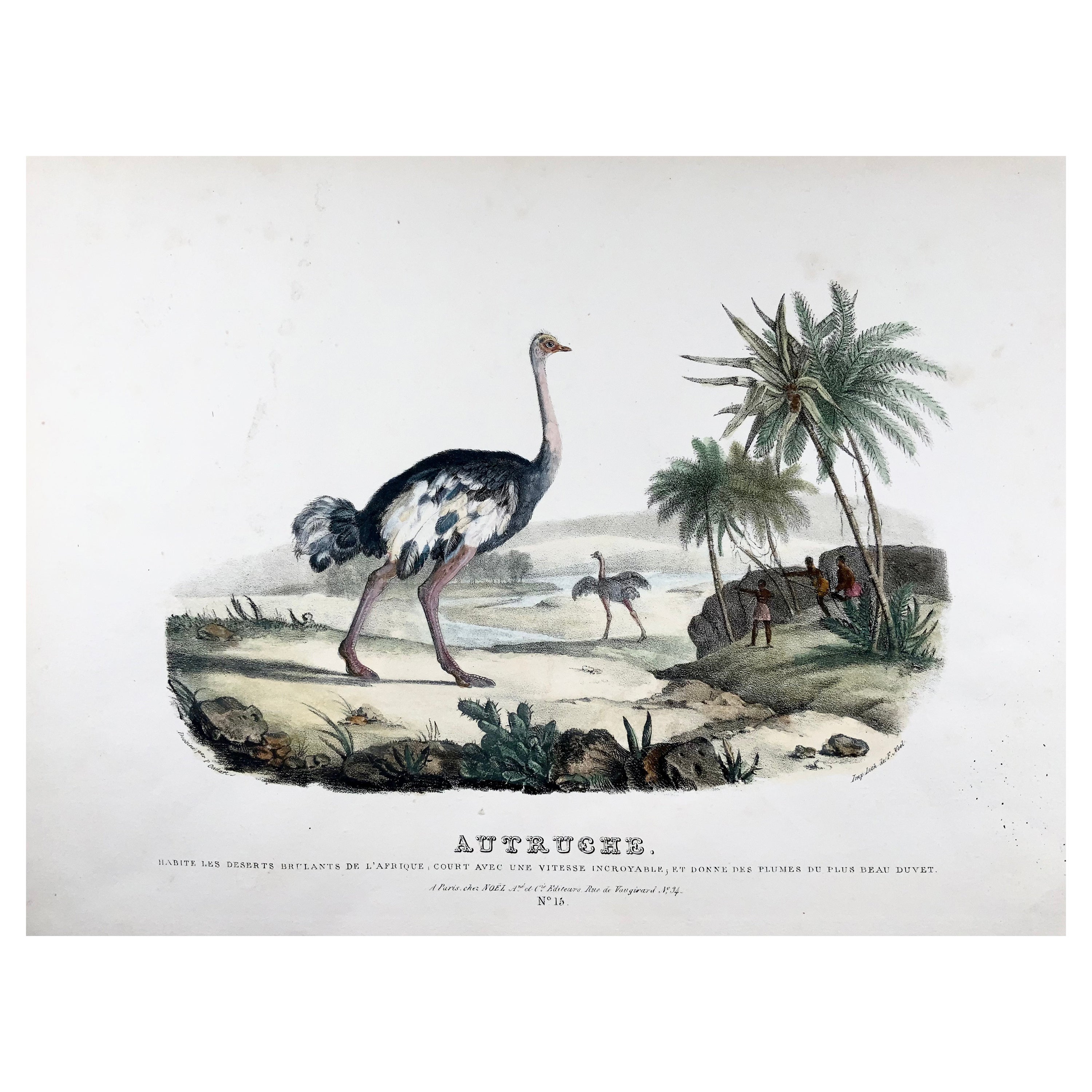 Ostrich, Oudart, Large Hand Coloured Stone Lithograph, Rare For Sale