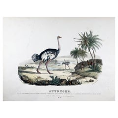 Antique Ostrich, Oudart, Large Hand Coloured Stone Lithograph, Rare