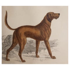 Original Antique Print of An English Sporting Dog, 1847 'Unframed'