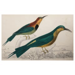 Original Antique Print of a Bee-Eater, 1847 'Unframed'