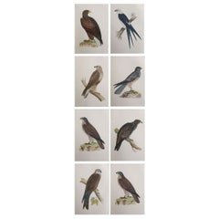 Set of 8 Original Antique Prints of Birds of Prey After Francis Lydon, C.1880