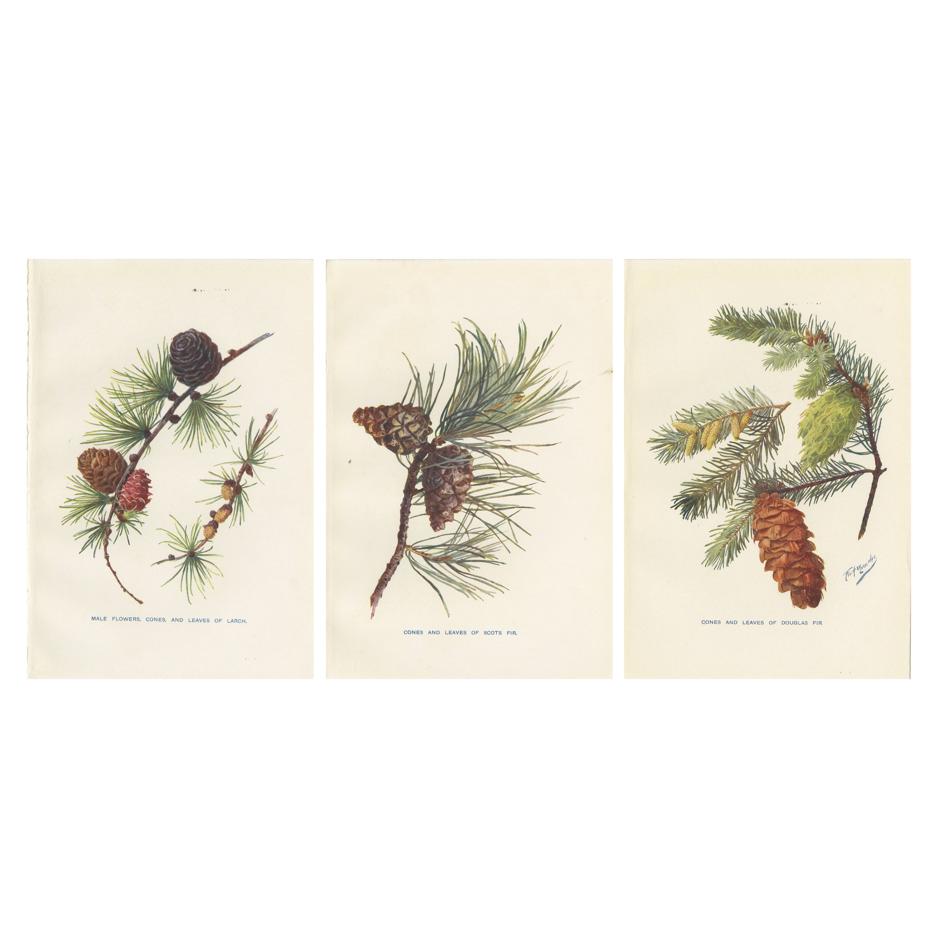Set of 3 Vintage Prints of Pine Trees and Pine Cones, Douglas Fir For Sale