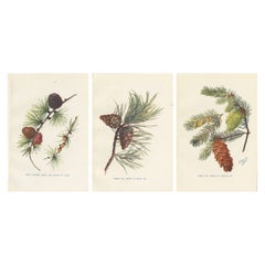 Set von 3 Vintage-Druckdrucken von Kiefernholzbäumen und Kiefernholzkegeln, Douglas Fir