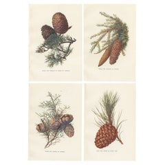 Set of 4 Antique Prints of Pine Trees and Pine Cones, Cedar of Lebanon
