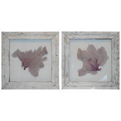 Pair of Architectural Sea Art in Shadow Box