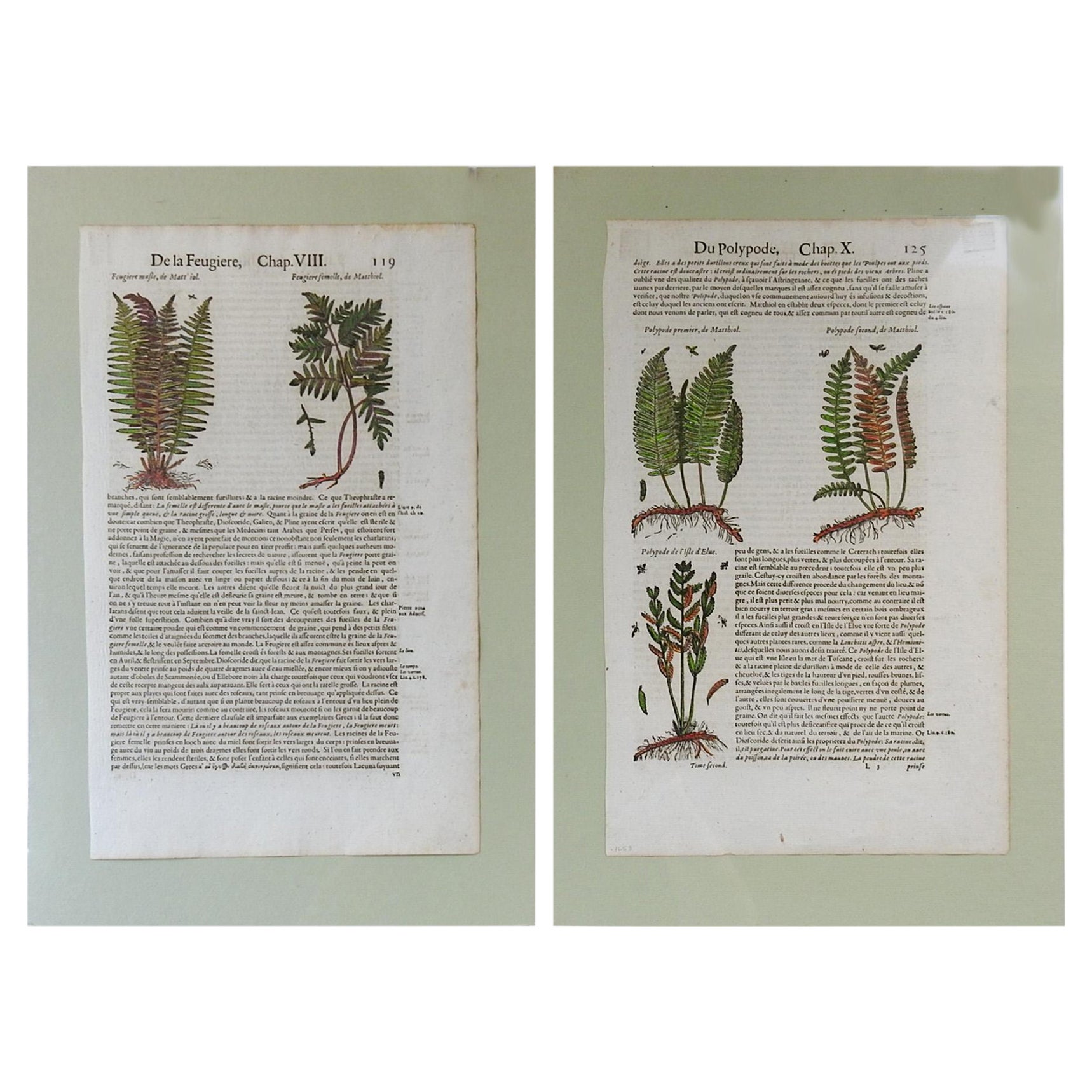 1653 Gerard Herbal Hand Colored Botanical Ferns Woodcuts - a Pair For Sale