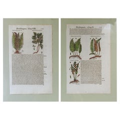 1653 Gerard Herbal Hand Colored Botanical Ferns Woodcuts - a Pair