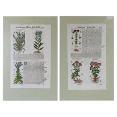 1653 Gerard Herbal Hand Colored Pair of Botanical Woodcuts