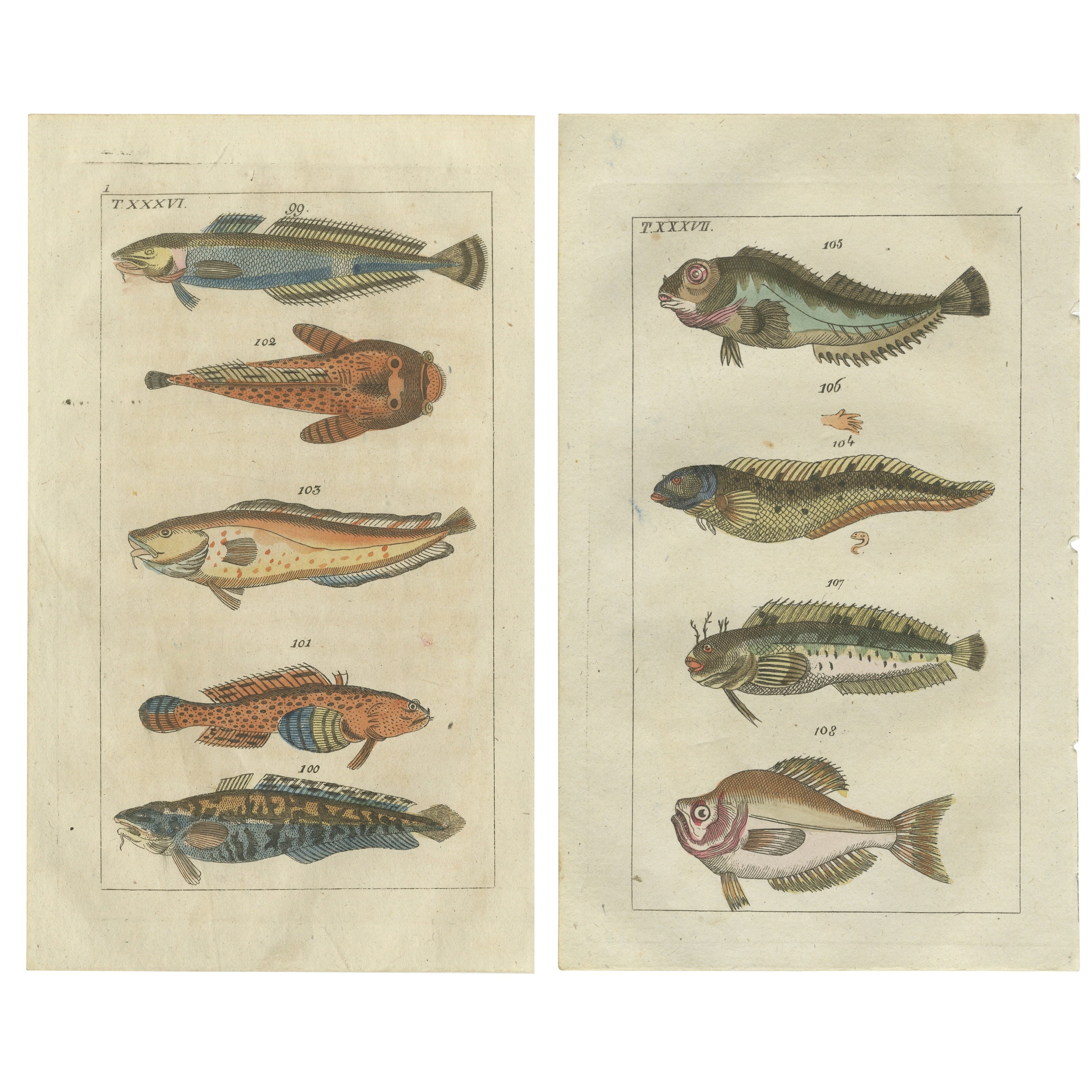 Set of 2 Antique Fish Prints - Viviparus - Oyster Toadfish - Tusk Fish