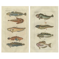 Set di 2 stampe antiche di pesci - Viviparus - Pesce rospo - Pesce zanna