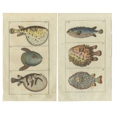Lot de 2 gravures anciennes de poissons, poisson globe, poisson lune, ronce
