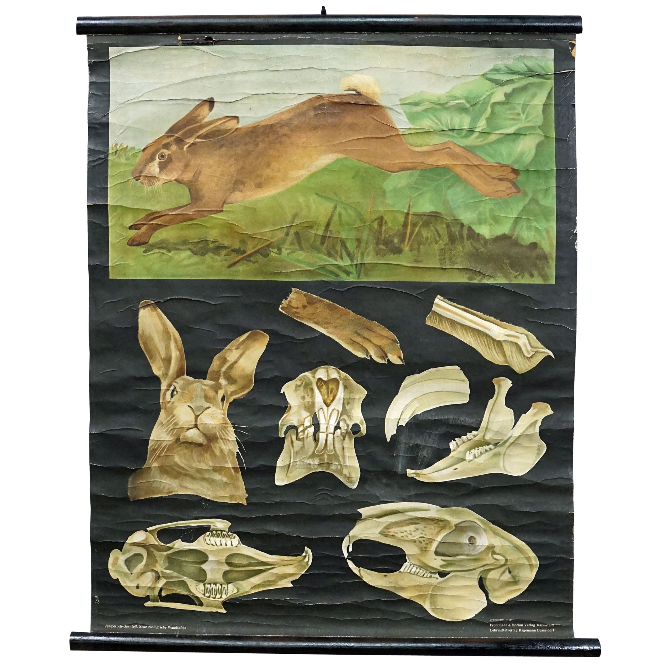 Old Mural Jung Koch Quentell Hare Rabbit Countrylife Rollable Wall Chart  For Sale