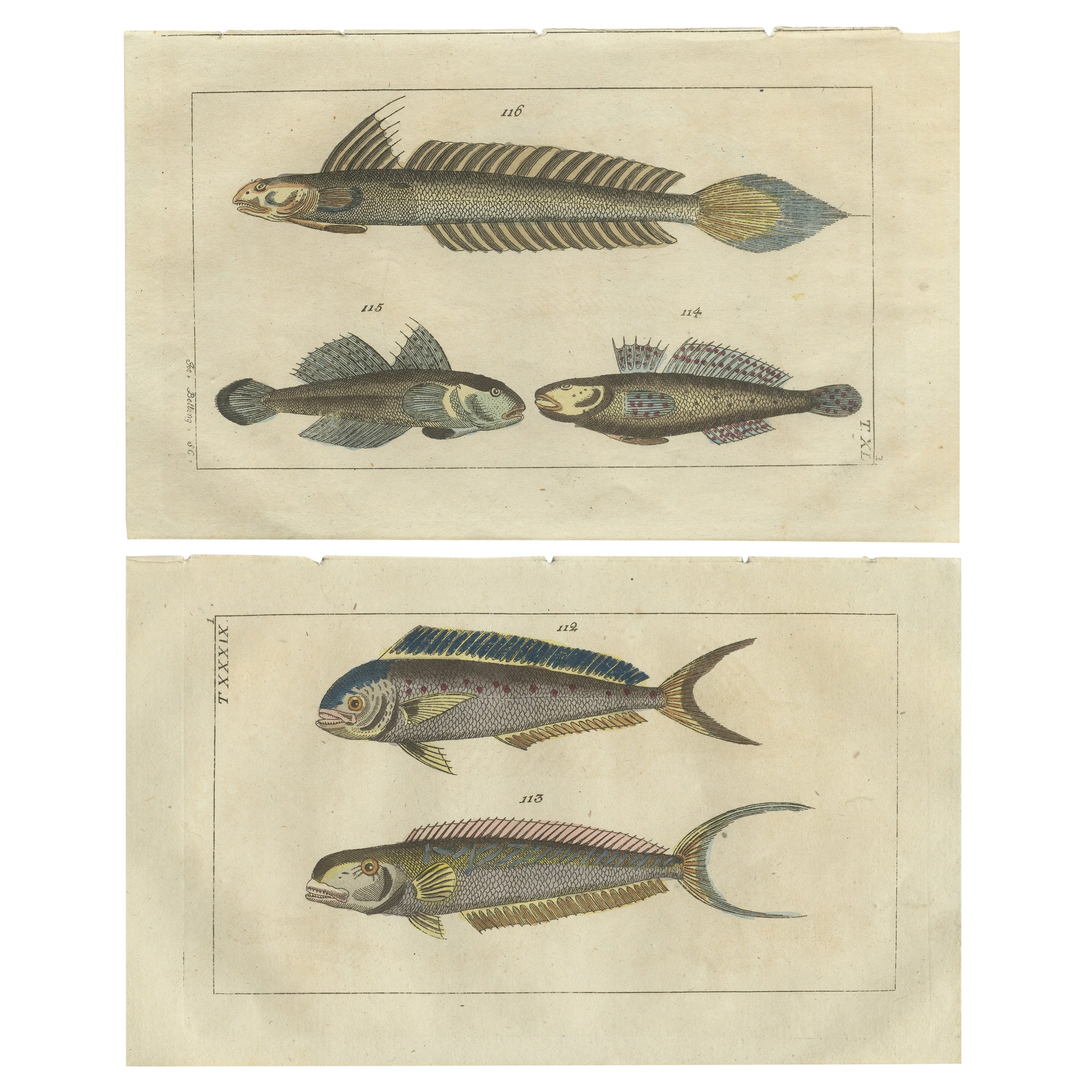 2er-Set antiker Fischdrucke – Delphin-Fisch – Goby – Sandfliesen