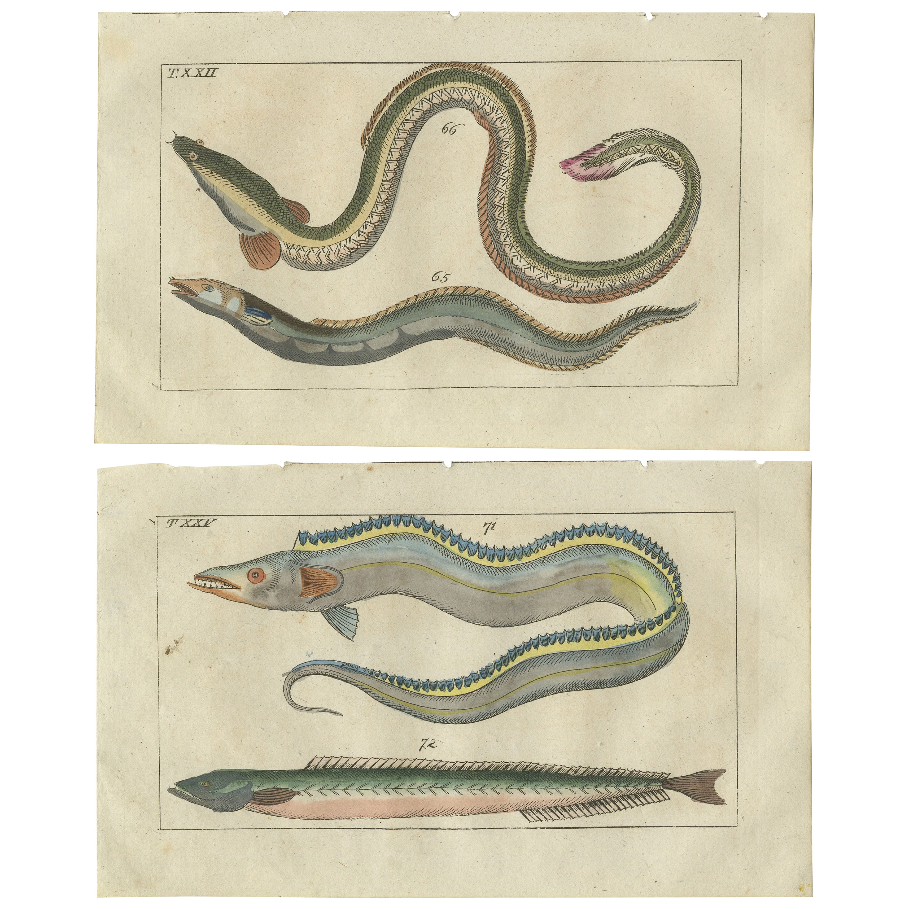 Set of 2 Antique Fish Prints - Conger Eel - Pacific Cutlassfish - Sand Eel For Sale