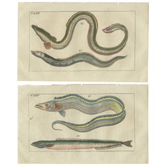 Ensemble de 2 gravures anciennes de poissons - Conger Eel - Pacific Cutlassfish - Sand Eel