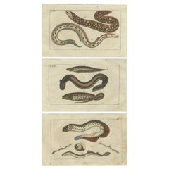 Set von 3 antiken Fischdrucken, Moray, Meereslamprey, Electric Eel