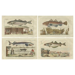 Ensemble de 4 gravures anciennes de poissons - esturgeon béluga - colin - morue de l'Atlantique