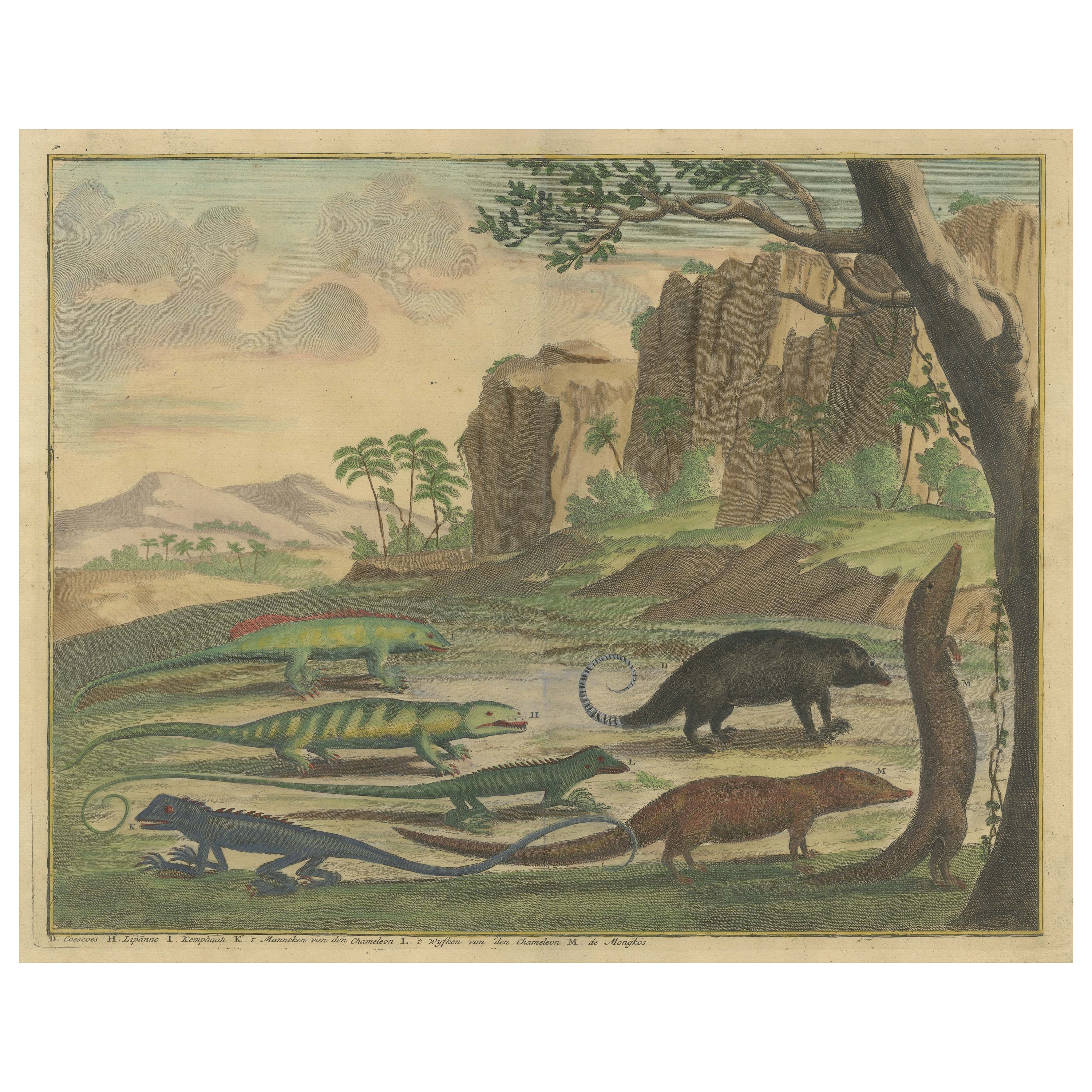 Colored Antique Print of a Cuscus, Lippano and other Animals For Sale