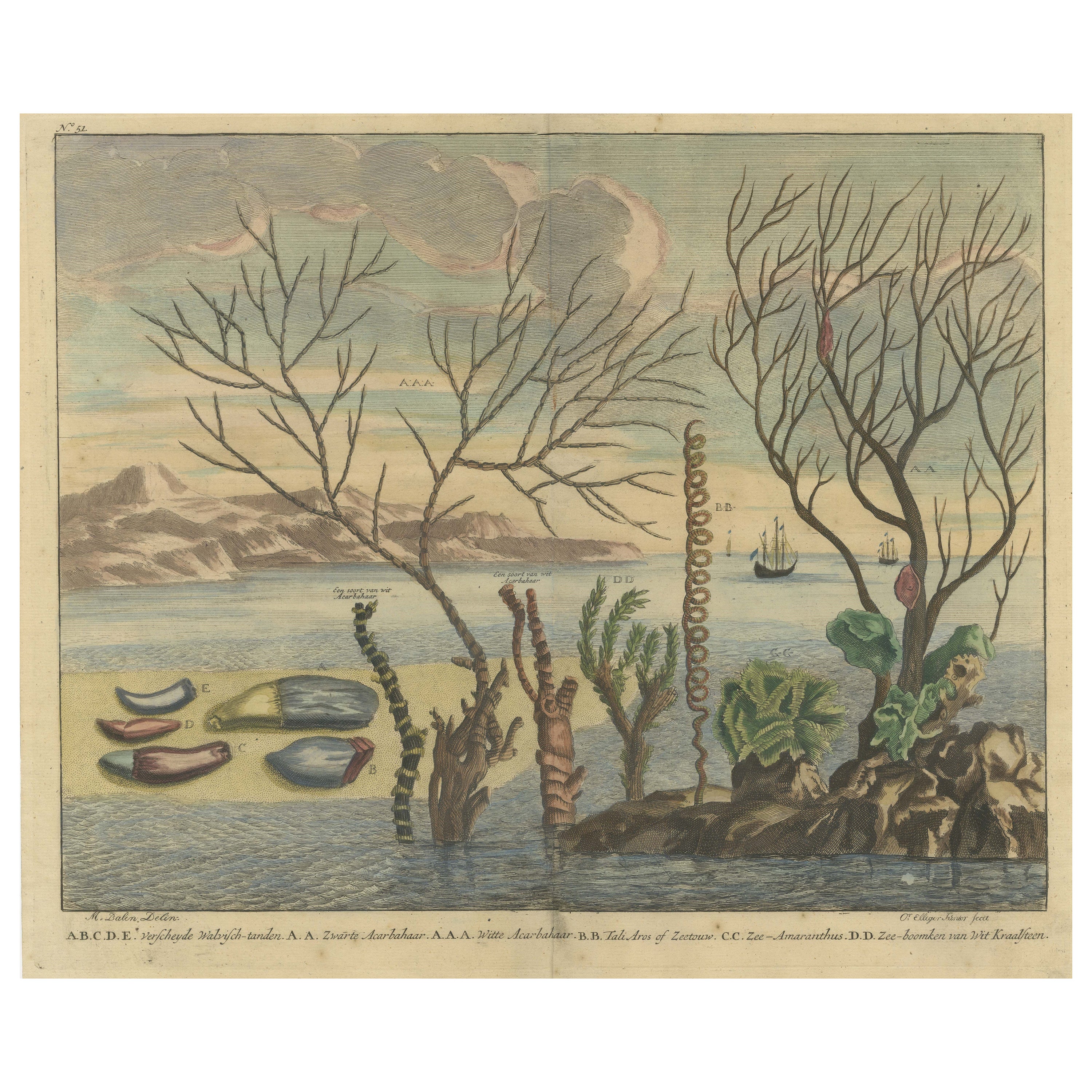 Colored Antique Print of various Water Plants including Coral in Southeast Asia