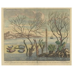 Colored Antique Print of various Water Plants including Coral in Southeast Asia